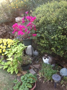 IMG_2644-001 Snowshoe