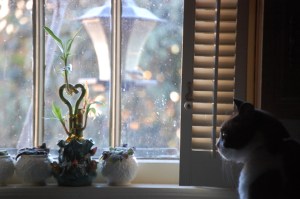 Terry's Camera 04042009 272 Snowshoe